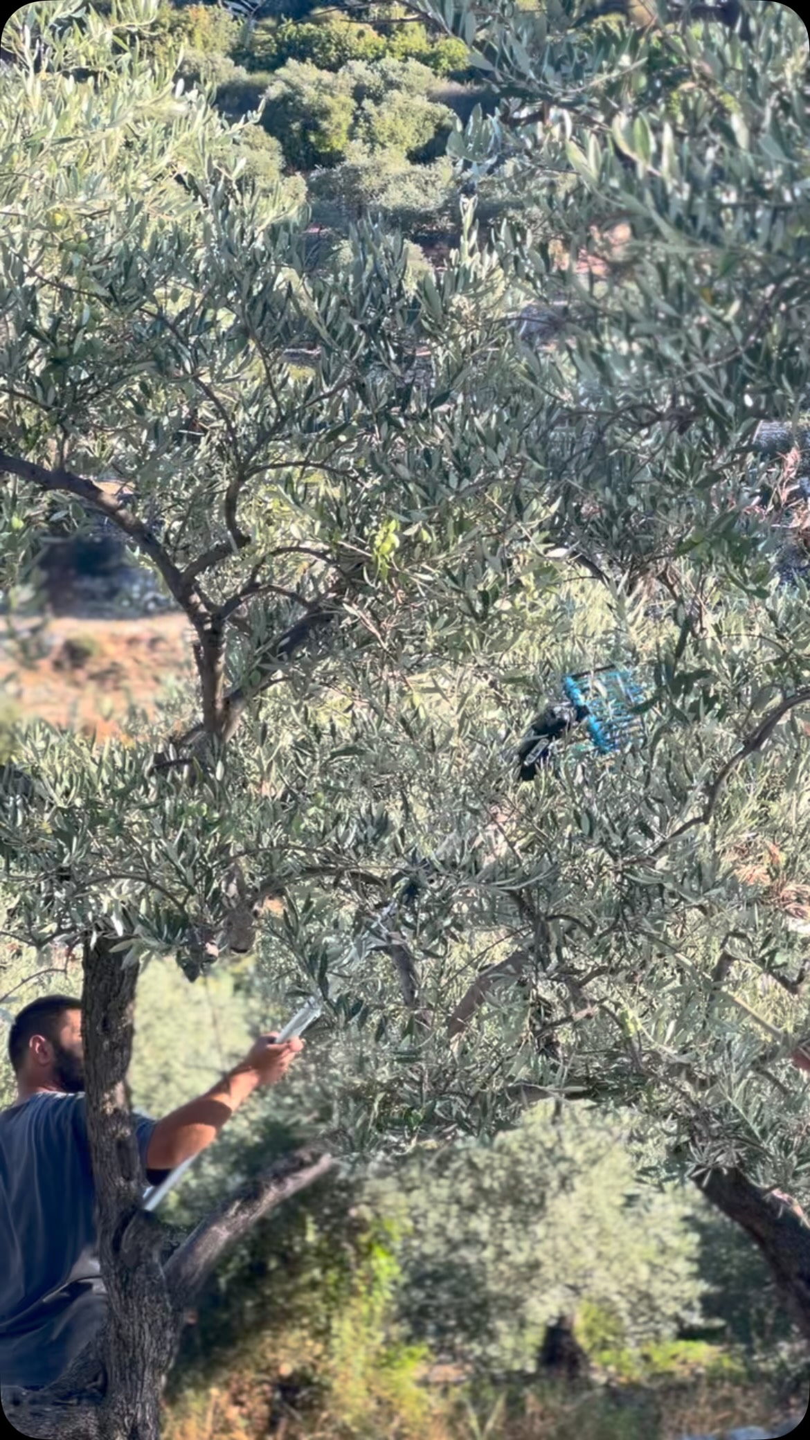 Picking olives by hand in the Mazak groves in Chabtine